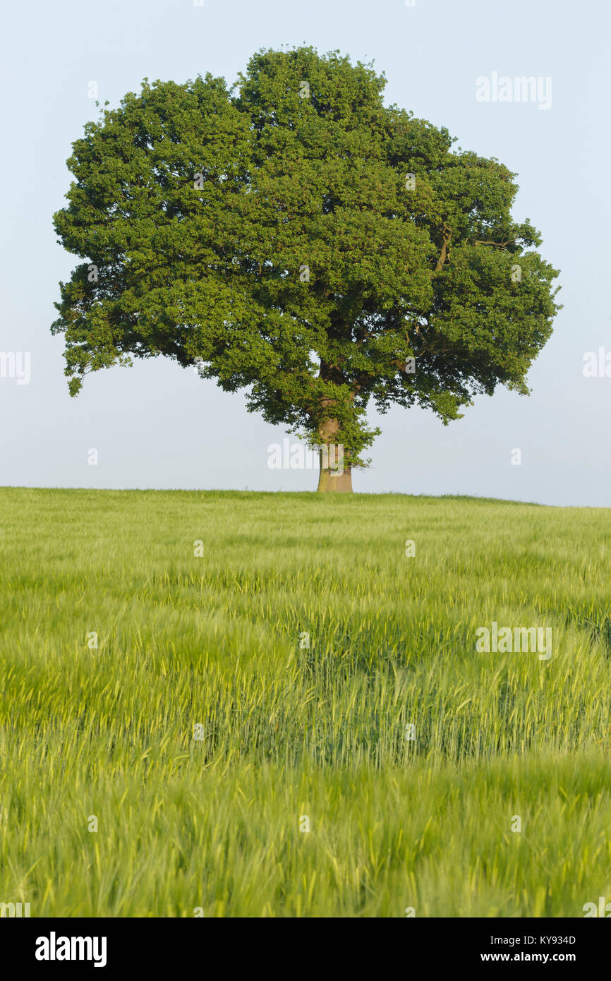 Farnia (Quercus robur) tree, stando in piedi in un campo di orzo acerbo, West Yorkshire, Inghilterra, può Foto Stock