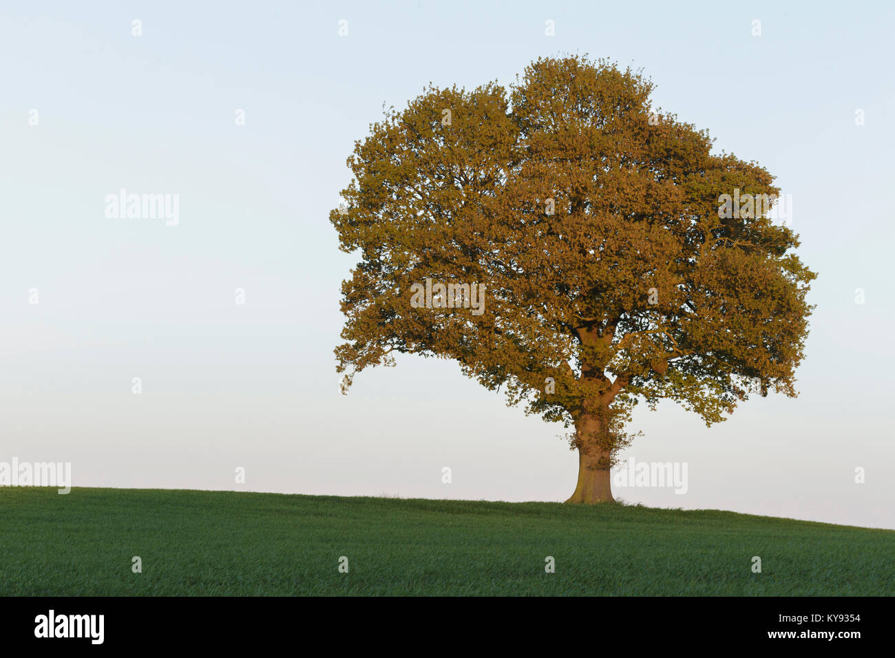 Farnia (Quercus robur) tree, stando in piedi in un campo di orzo acerbo, West Yorkshire, Inghilterra, può Foto Stock