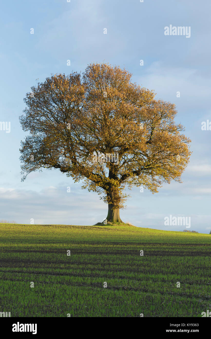 Farnia (Quercus robur) tree, in piedi nel campo di coltivazione, terreni agricoli, West Yorkshire, Inghilterra, Novembre Foto Stock