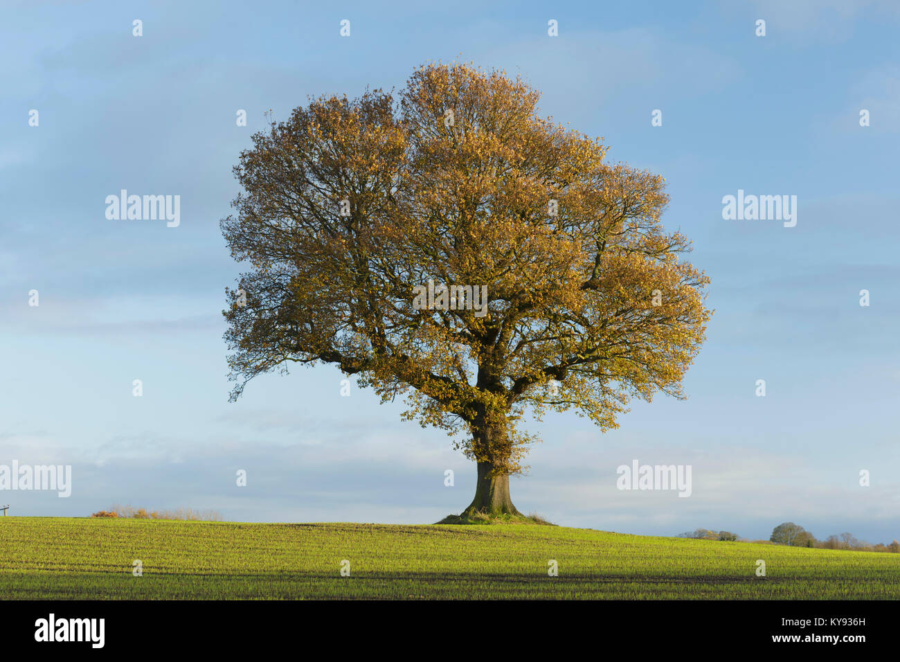 Farnia (Quercus robur) tree, in piedi nel campo di coltivazione, terreni agricoli, West Yorkshire, Inghilterra, Novembre Foto Stock