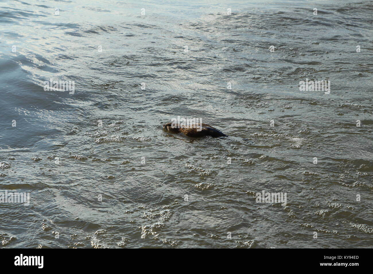 Un muskrat nuoto. Foto Stock
