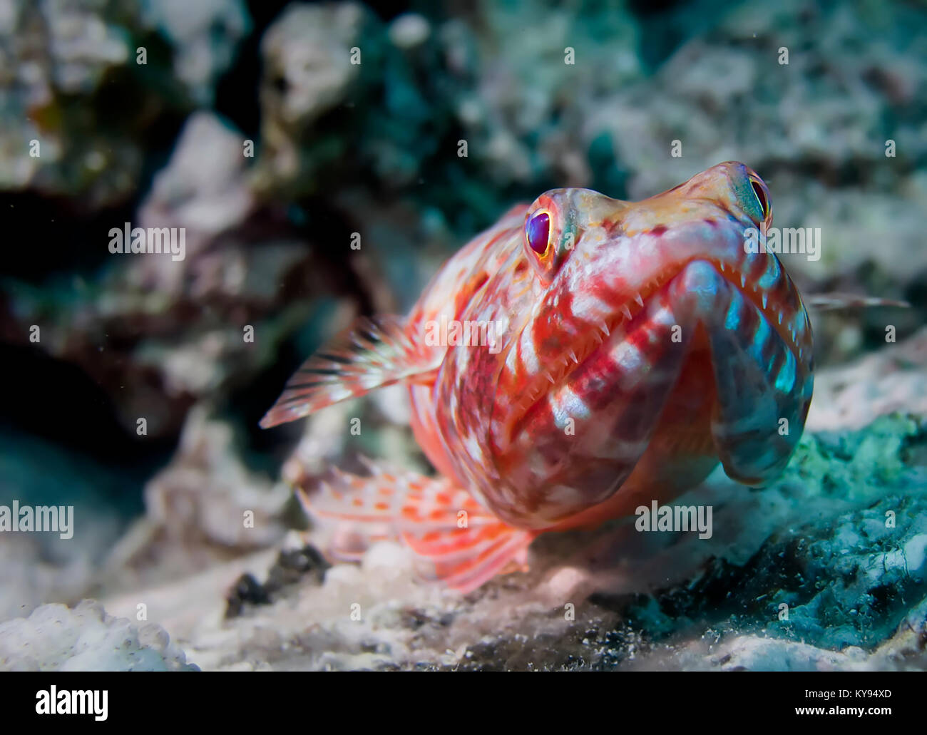 Lucertola rossa pesce fissando in fotocamera sulla Kona Reef Foto Stock