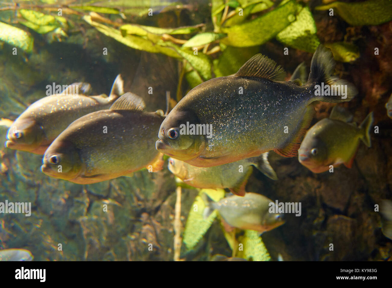 Miti circondano piranha rosso in un acquario Foto Stock