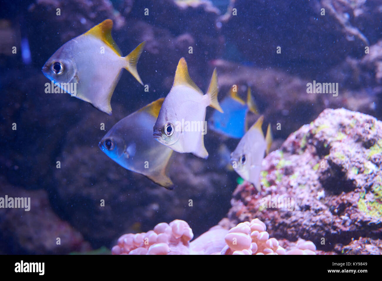 Argentus Monodactylus o argento moonyfishes vicino a una barriera corallina Foto Stock