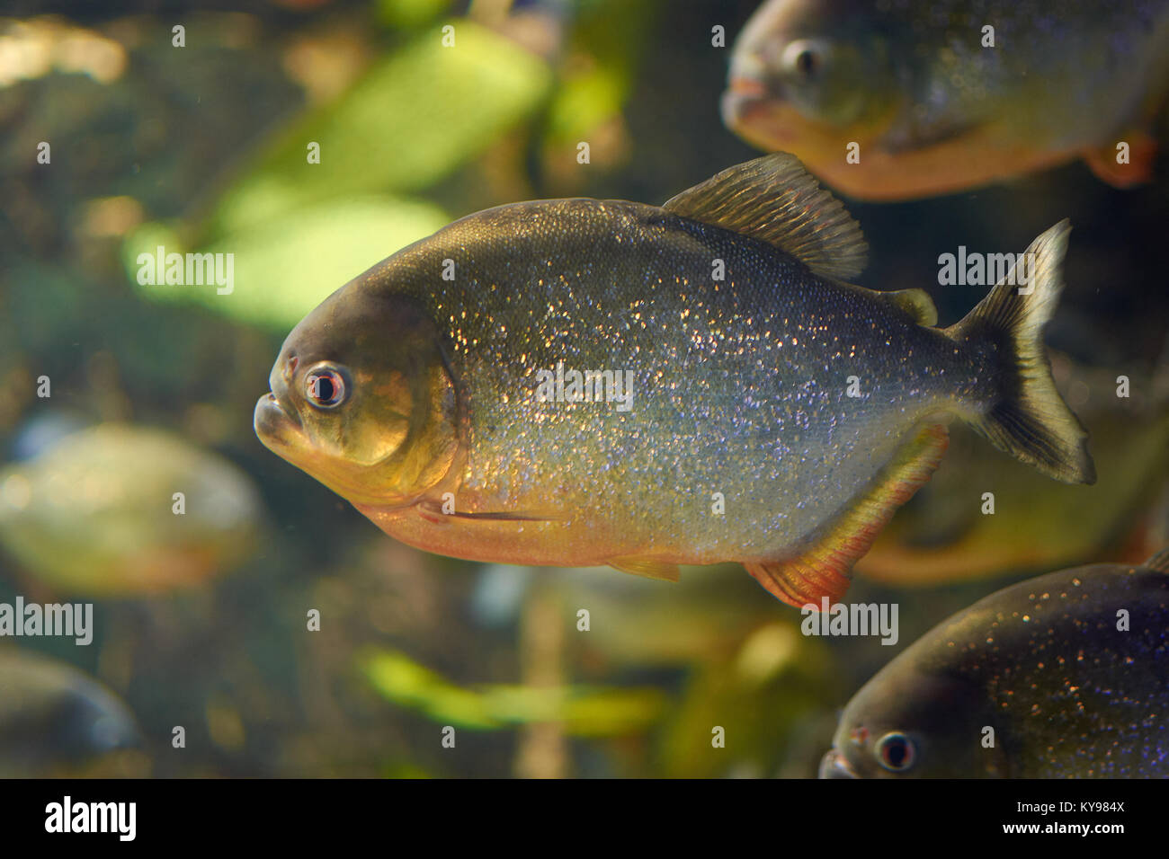 Miti circondano piranha rosso in un acquario Foto Stock