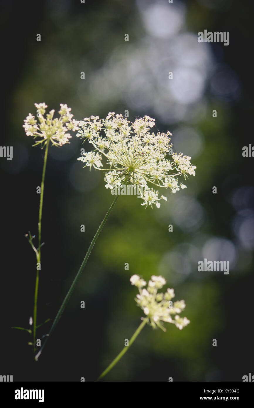 Queen Anne's Pizzi Foto Stock