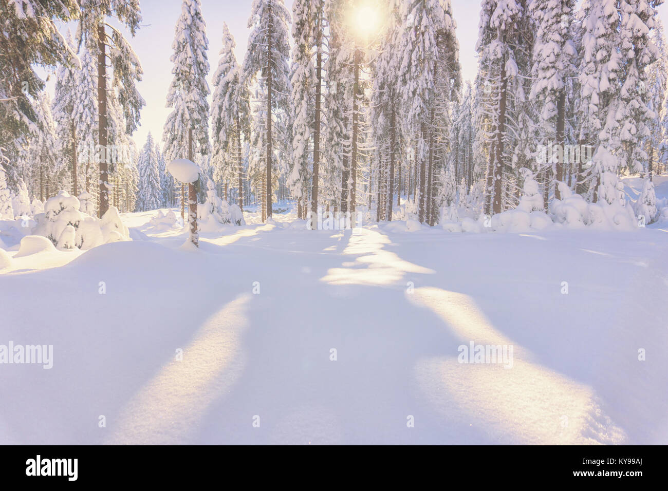 La foresta di conifere illuminata dal sole di nebbioso giorno d'inverno. Alberi coperti di neve fresca Foto Stock