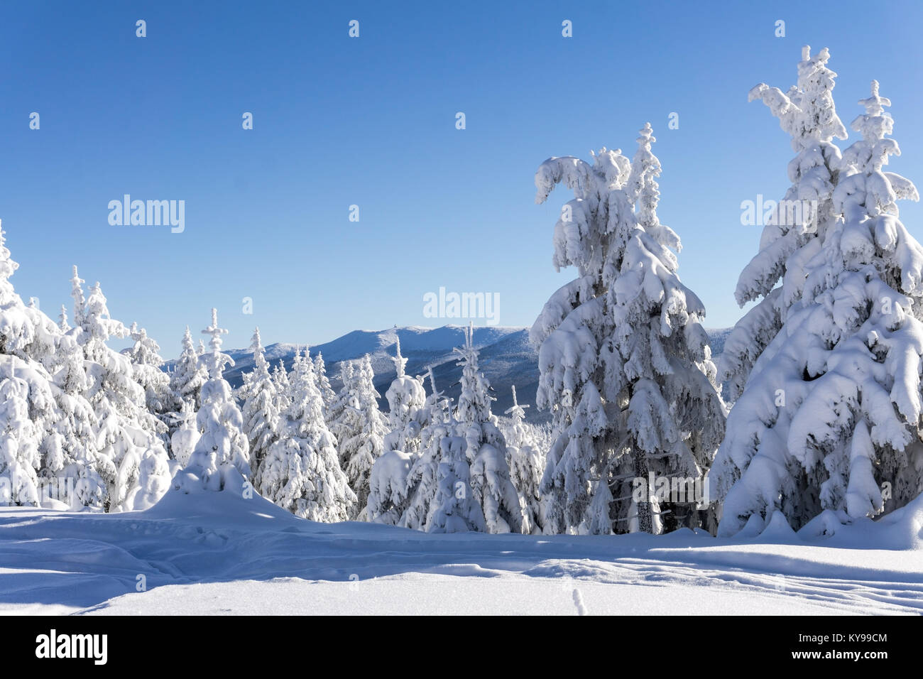 In inverno le montagne paesaggio. Alberi coperti di neve fresca in giornata soleggiata. Karkonosze, Monti dei Giganti, Polonia. Foto Stock