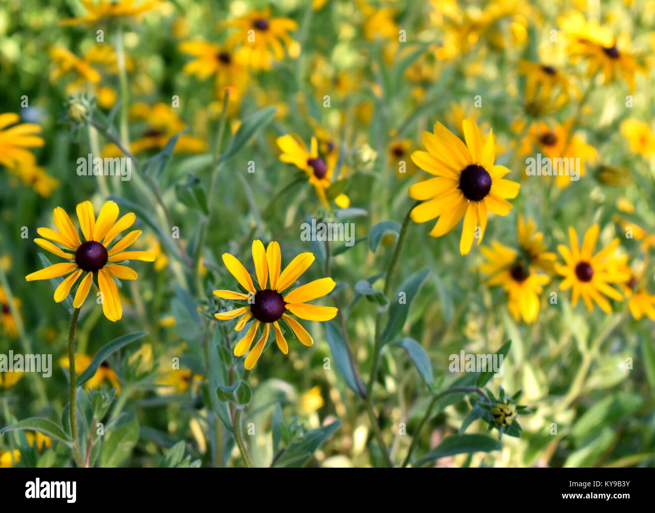 Black Eyed Susan gialla della prateria fiori Foto Stock