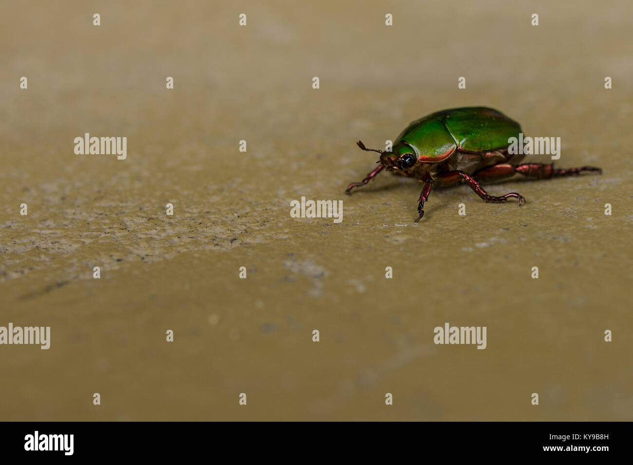 Close up di una bottiglia di colore verde e rosso borgogna colore metallico guscio rigido beetle strisciando lungo un dipinto di pavimento in calcestruzzo. Foto Stock