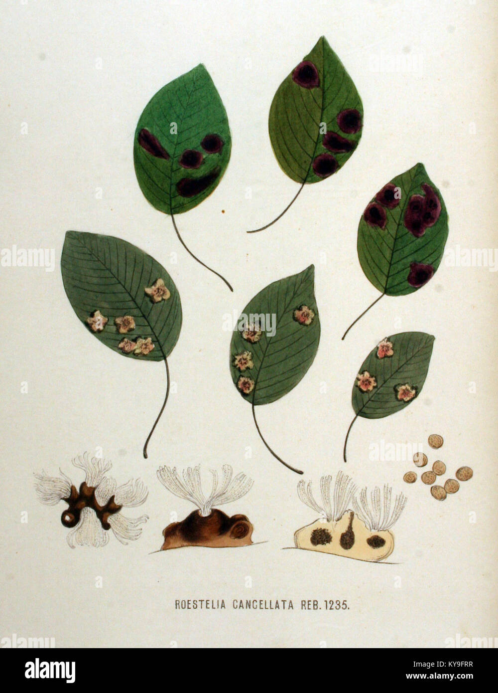 La Roestelia cancellata è una specie presente nella Flora Batava, un'opera botanica dettagliata che documenta la flora dei Paesi Bassi. Questo volume fornisce un resoconto visivo e descrittivo delle caratteristiche dell'impianto. Foto Stock