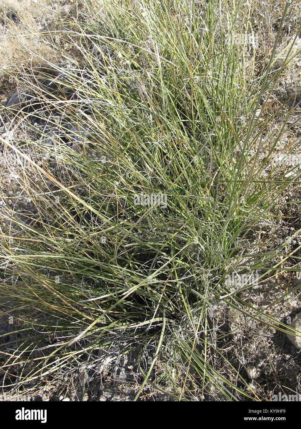 Nolina cespitifera fh 0523.18 MEX. Kleine Gruppe im Frühjahr C Foto Stock