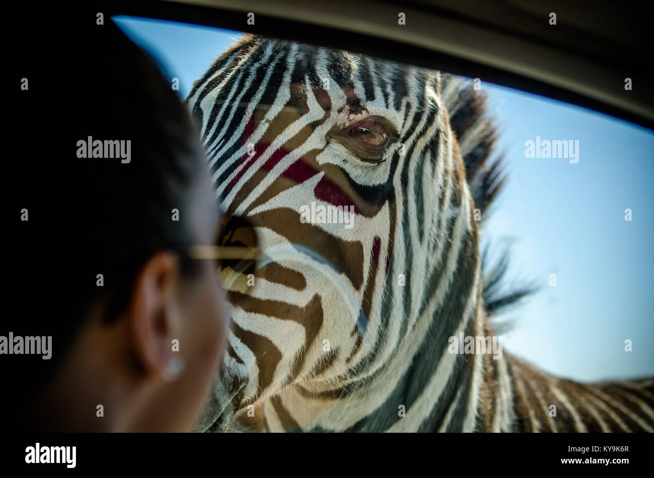 Testa di zebra al di fuori di una finestra di auto e una persona sfocata all'interno guardando Foto Stock