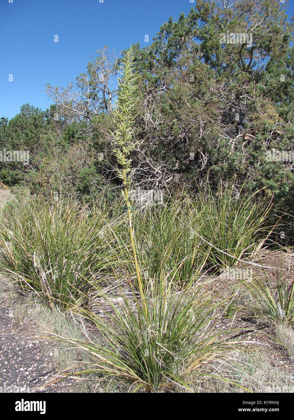 La Nolina microcarpa, o erba dell'orso, è una specie vegetale nordamericana nota per la sua infiorescenza ramificata sopra le foglie. Questo esemplare esemplifica le caratteristiche peculiari della specie. Foto Stock