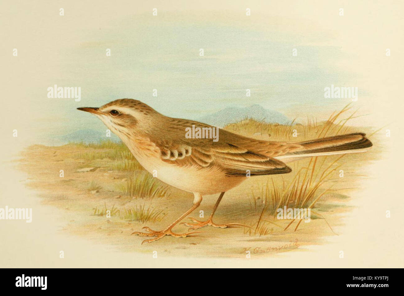 Il Tawny Pipit, illustrato da Grönvold, raffigura le caratteristiche fisiche, il piumaggio e l'habitat di questa specie di uccelli per lo studio ornitologico. Foto Stock