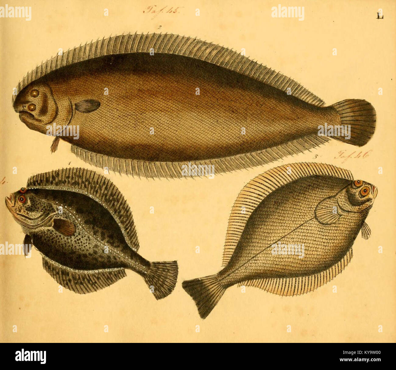 "Naturgeschichte in Bildern mit erläuterndem Text" è un'opera che combina illustrazioni con testo esplicativo, che mostra vari aspetti della storia naturale. Questo piatto (L) fa parte di una collezione più ampia che mira a educare il mondo naturale attraverso immagini e descrizioni. Foto Stock