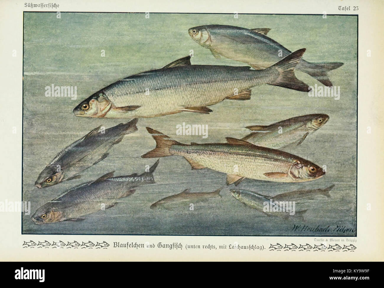 L'immagine intitolata "Unsere Süßwasserfische" (i nostri pesci d'acqua dolce) (piatto 23) mostra varie specie di pesci d'acqua dolce, raffigurati in modo educativo e dettagliato. Foto Stock