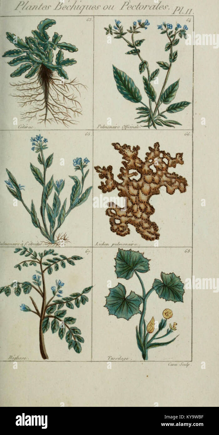 Plantes usuelles, indigènes et exotiques (Pl. 11) (6103989096) Foto Stock