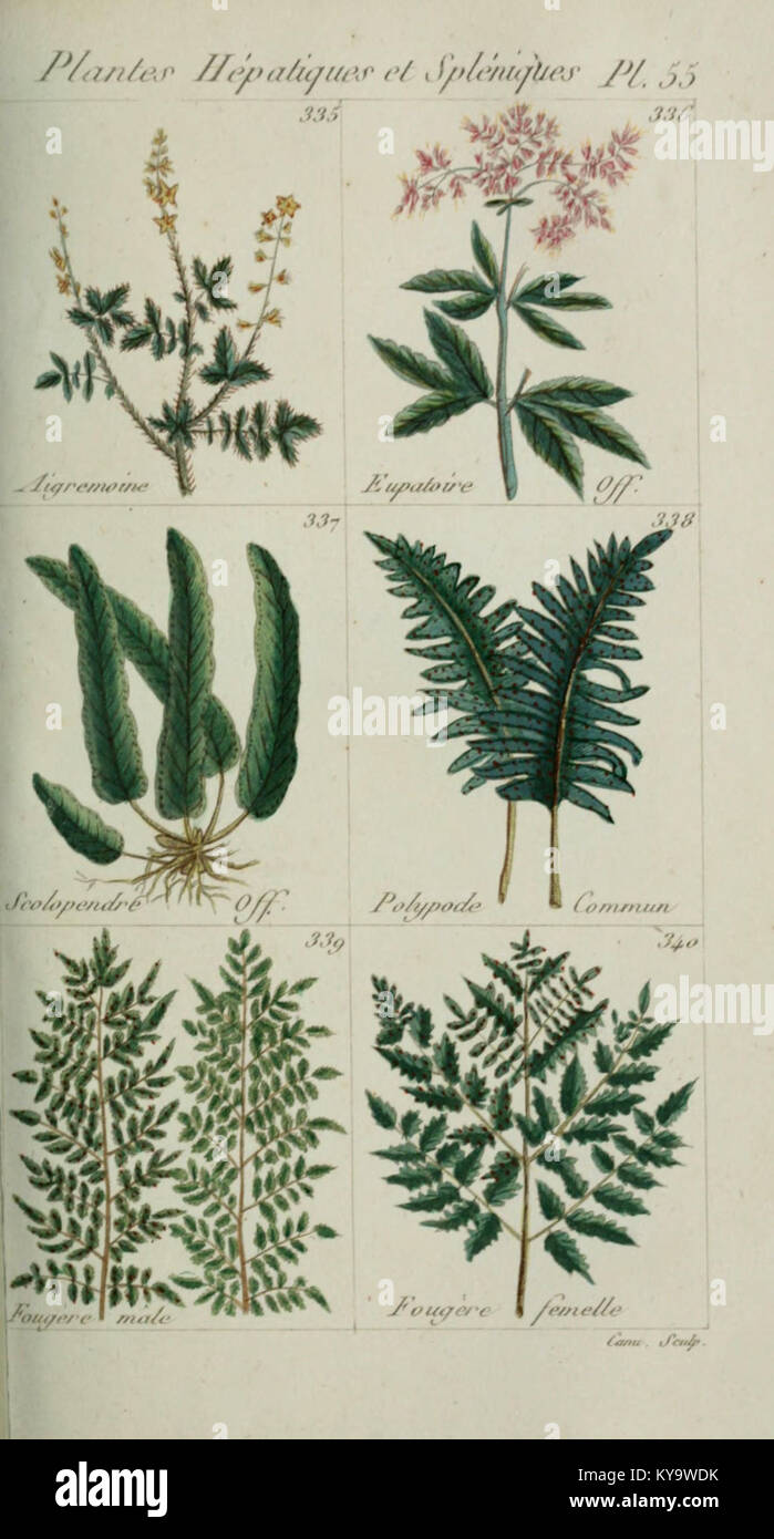 Plantes usuelles, indigènes et exotiques (Pl. 55) (6104002376) Foto Stock