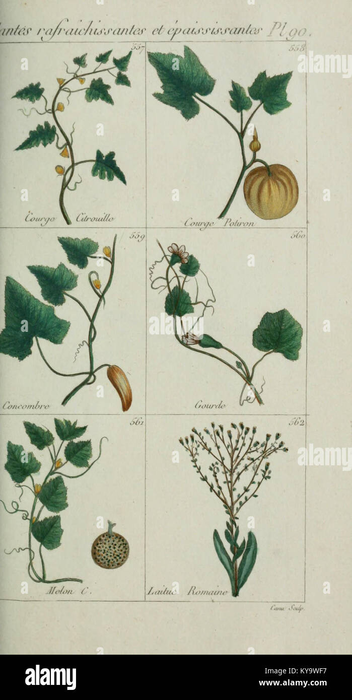 Plantes usuelles, indigènes et exotiques (Pl. 90) (6104011786) Foto Stock