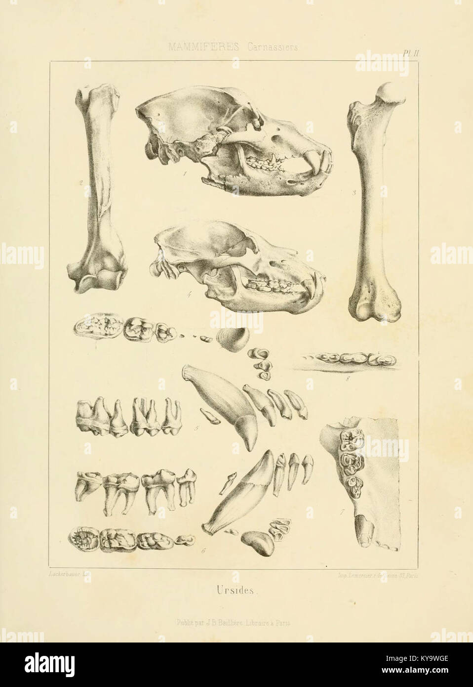Illustrazione che mostra gli esemplari fossili di Traité de paléontologie, che dettaglia le strutture scheletriche e contribuisce allo studio dell'evoluzione della vita antica. Foto Stock