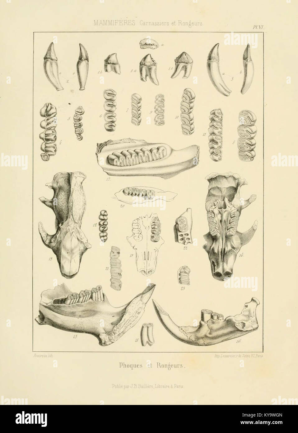 Illustrazione piastra vi di Traité de paléontologie, che mostra esemplari fossili, strutture scheletriche e caratteristiche paleontologiche per lo studio scientifico. Foto Stock