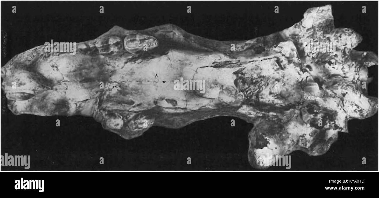 Il cranio fossile di Ursus wenzensis rappresenta un'antica specie di orsi del Pleistocene europeo, che fornisce informazioni sulla fauna preistorica. Foto Stock