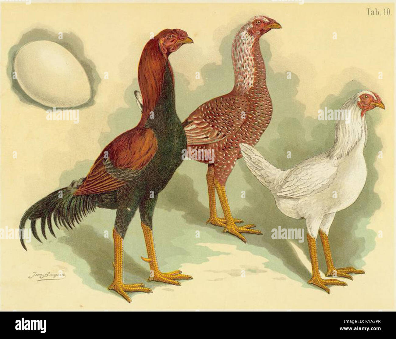 L'illustrazione del 1885 di Jean Bungartz tratta da "Geflügel-album" raffigura varie razze di pollo, evidenziandone le caratteristiche distinte e contribuendo allo studio del pollame e delle specie aviarie. Foto Stock