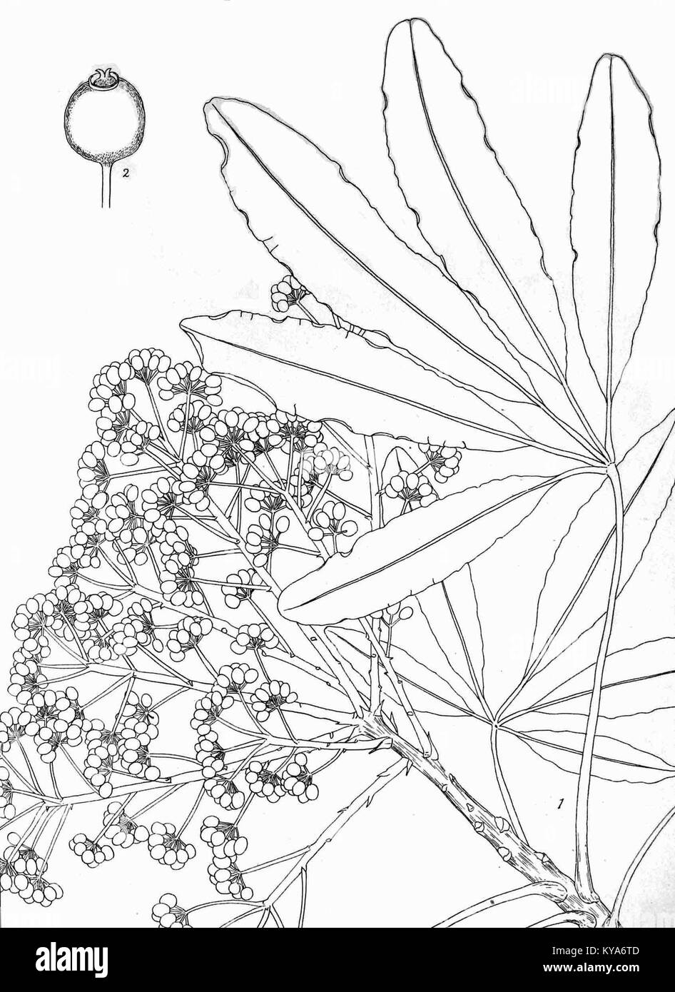 Schefflera umbellifera è un albero semi-deciduo originario dell'Africa meridionale, noto per il suo tronco alto e dritto e la corona arrotondata. Può crescere fino a 20 metri di altezza. Foto Stock