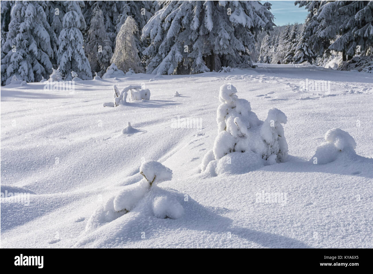 Piccolo bosco di abeti ricoperti di neve fresca in giornata di sole e le tracce degli animali sulla neve. Inverno in foreste di montagna. Foto Stock