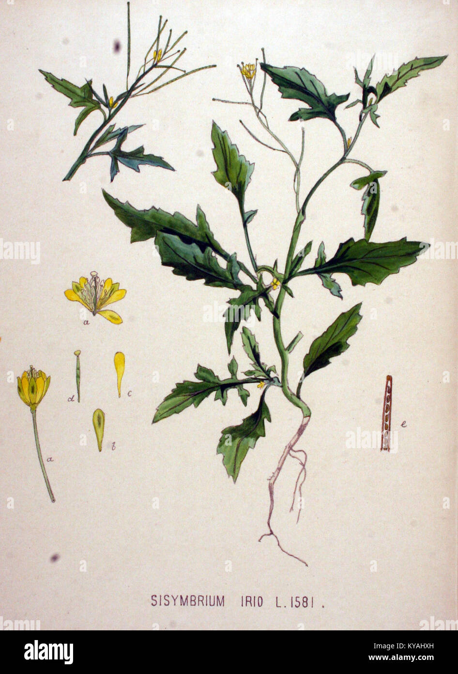 Illustrazione di Sisymbrium irio da Flora Batava, volume v. Foto Stock