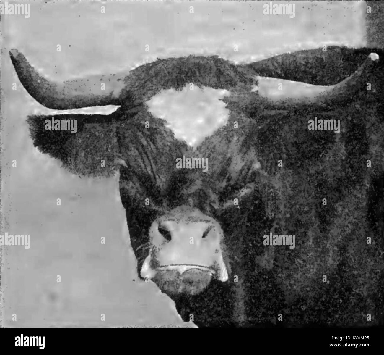 La mucca Niata, documentata nel 1915, rappresenta una razza distinta di bovini, illustrando le caratteristiche dell'allevamento e delle pratiche agricole all'inizio del XX secolo. Foto Stock