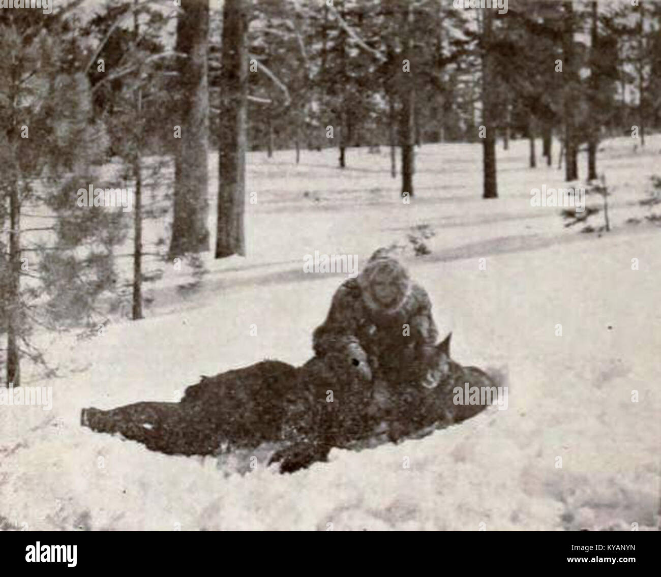 *The Blue Fox* (1921) è un film o un'opera d'arte, che riflette temi artistici dell'inizio del XX secolo, che potenzialmente si concentra sulla natura, la fauna selvatica e il significato simbolico della volpe in contesti culturali. Foto Stock