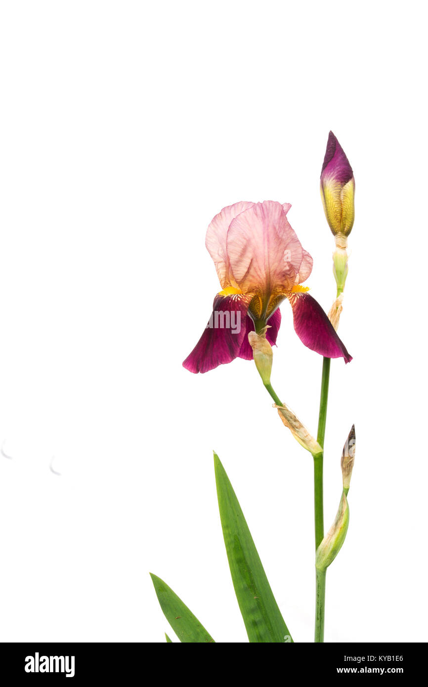 In due tonalità di viola iris ramo su uno sfondo bianco. non isolati Foto Stock