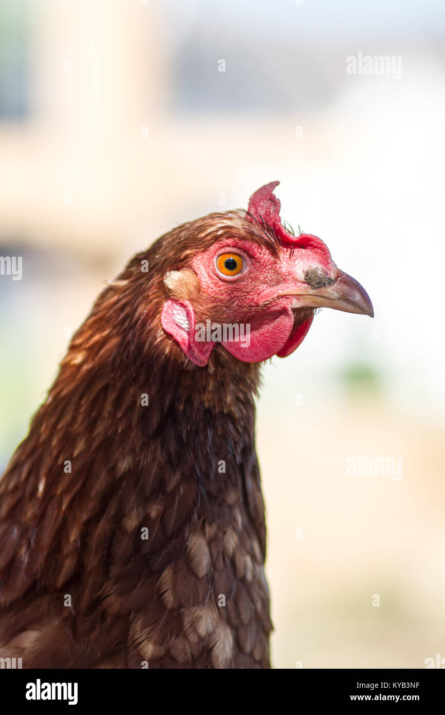 Happy free range chicken hen Foto Stock