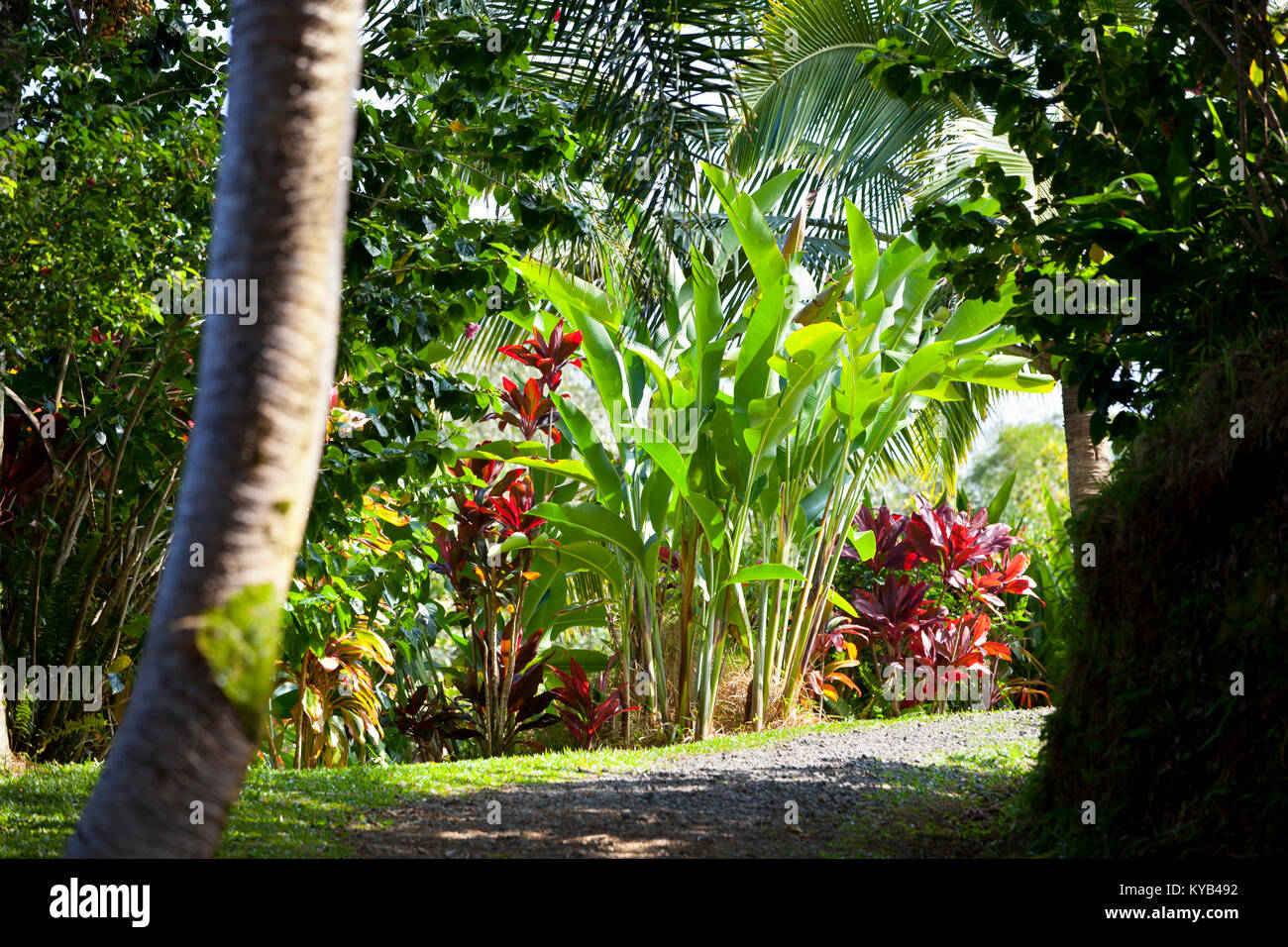 Giardino paesaggistico tropicale in Maui, Hawaii. Foto Stock