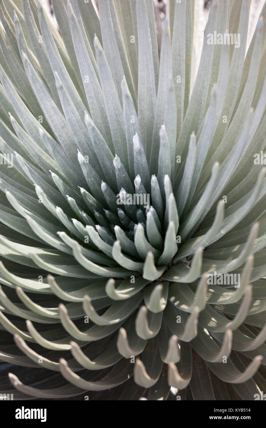 Impianto di base di Haleakala Silversword, Hawaii. Foto Stock