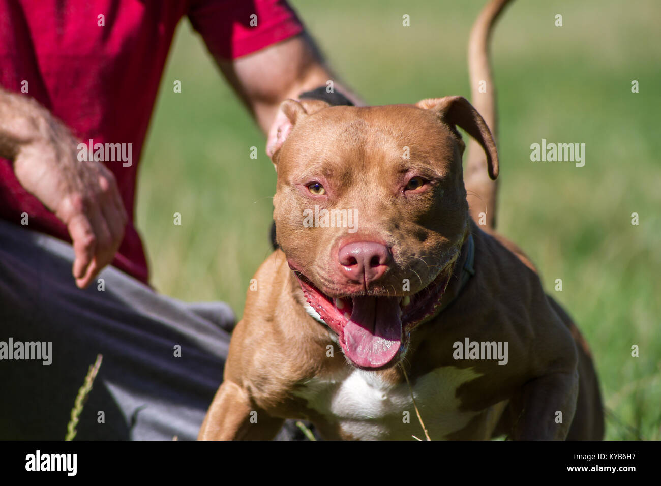 Red Nose Pit Bull Terrier ansimando e tirando il guinzaglio Foto Stock