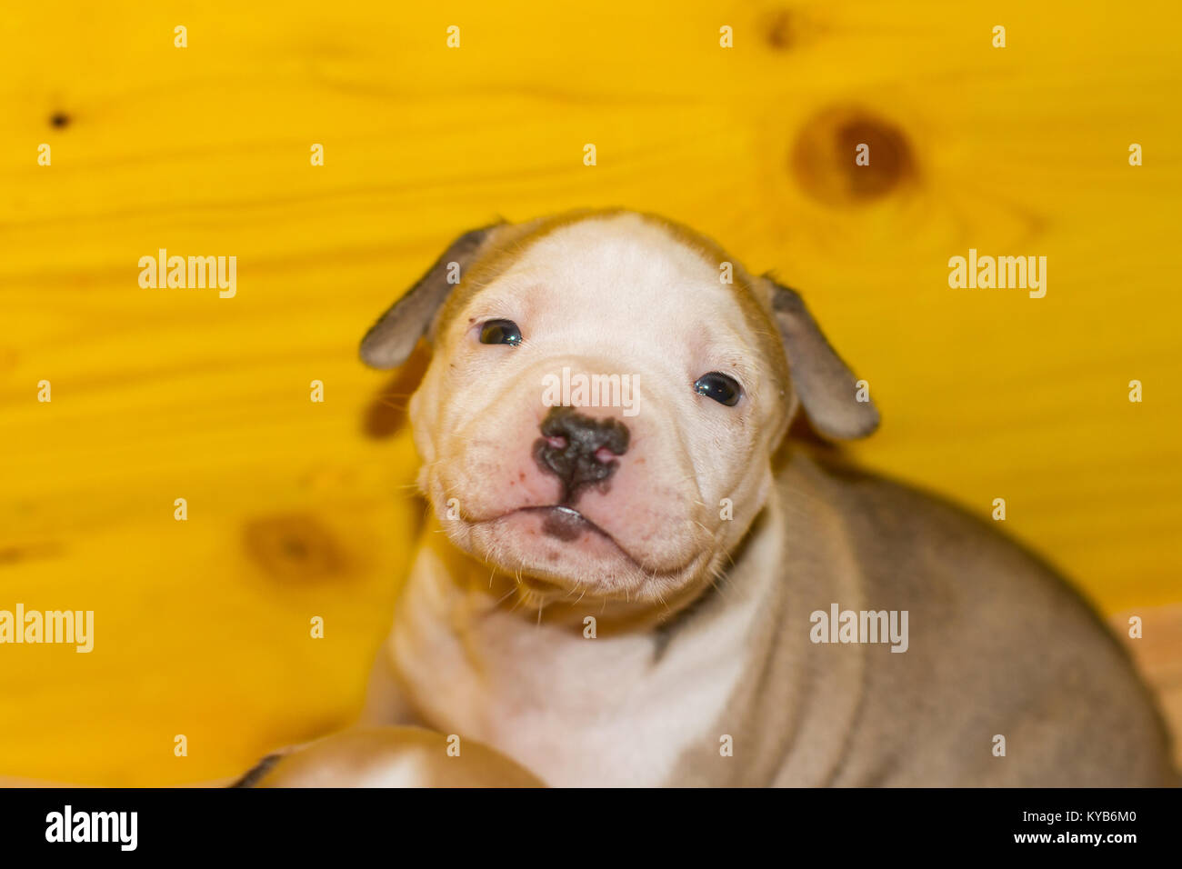 3 settimane vecchio cucciolo di cane Foto Stock