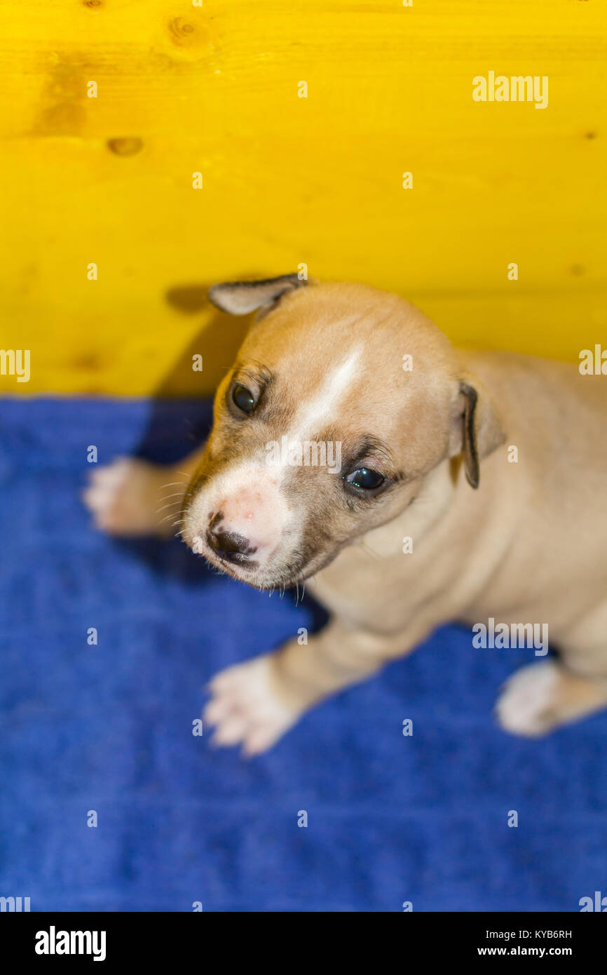 3 settimane vecchio cucciolo di cane Foto Stock