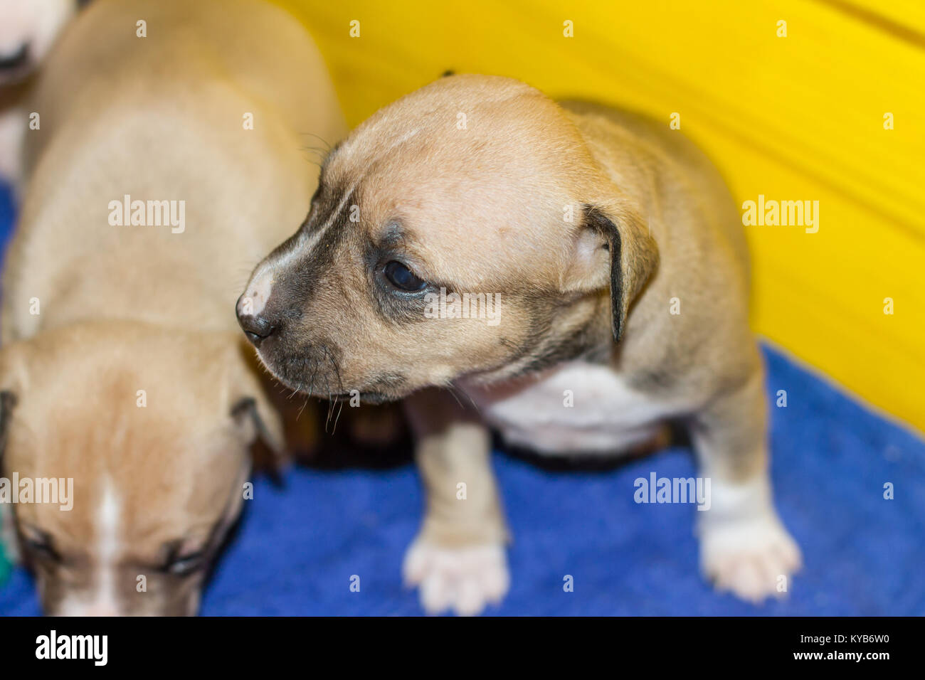 3 settimane vecchio cucciolo di cane Foto Stock