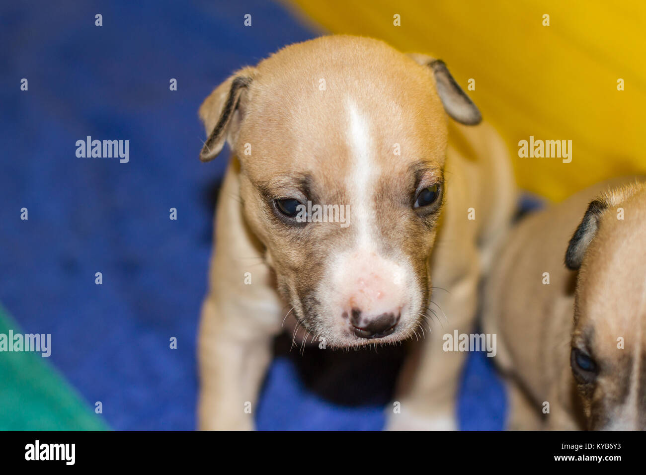 3 settimane vecchio cucciolo di cane Foto Stock