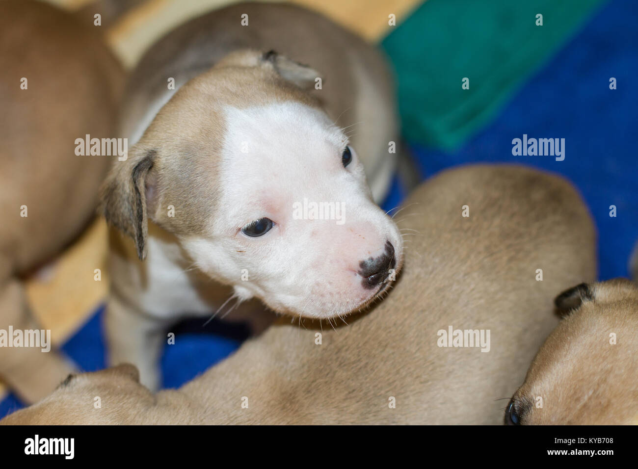 3 settimane vecchio cucciolo di cane Foto Stock