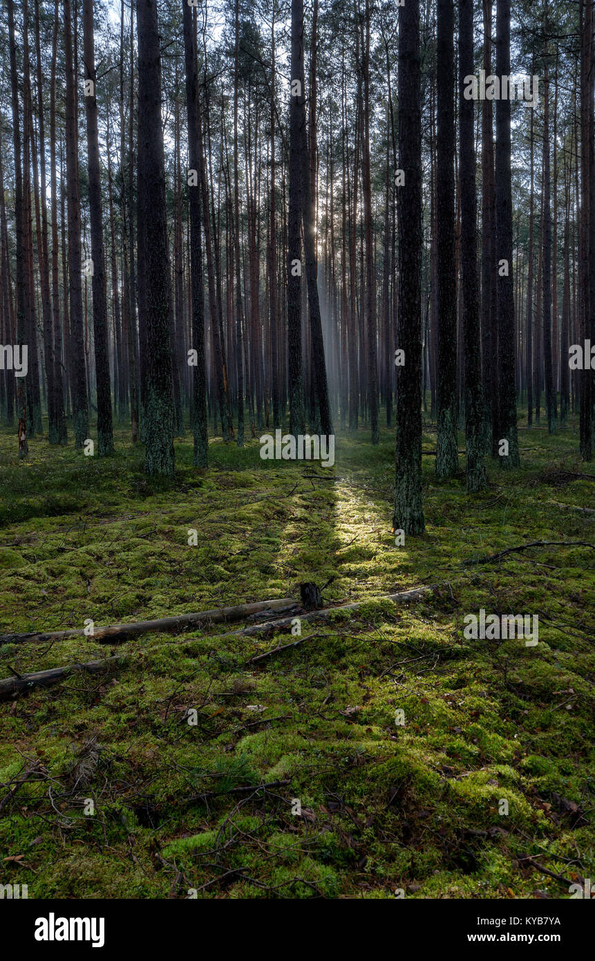 Tuchola Pinete (Bory Tucholskie), Polonia settentrionale, l'Europa. Foto Stock