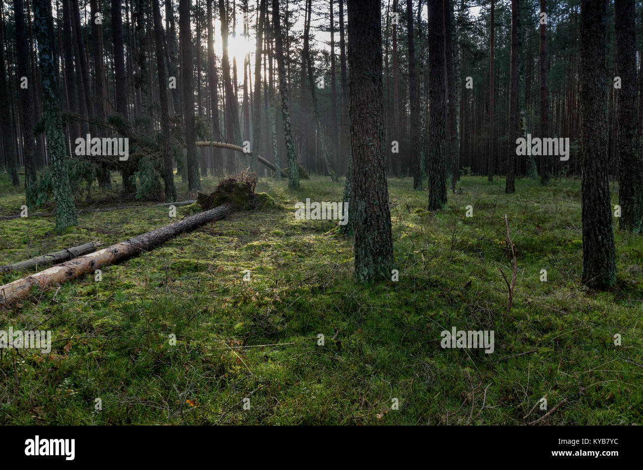 Tuchola Pinete (Bory Tucholskie), Polonia settentrionale, l'Europa. Foto Stock