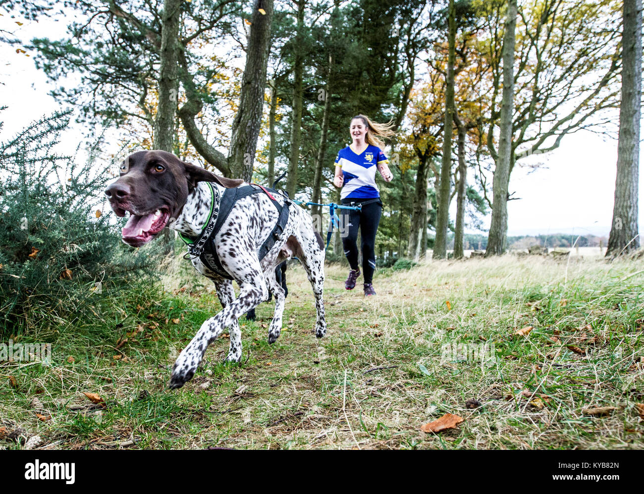 I cani ed i corridori in competizione in CaniCross Foto Stock