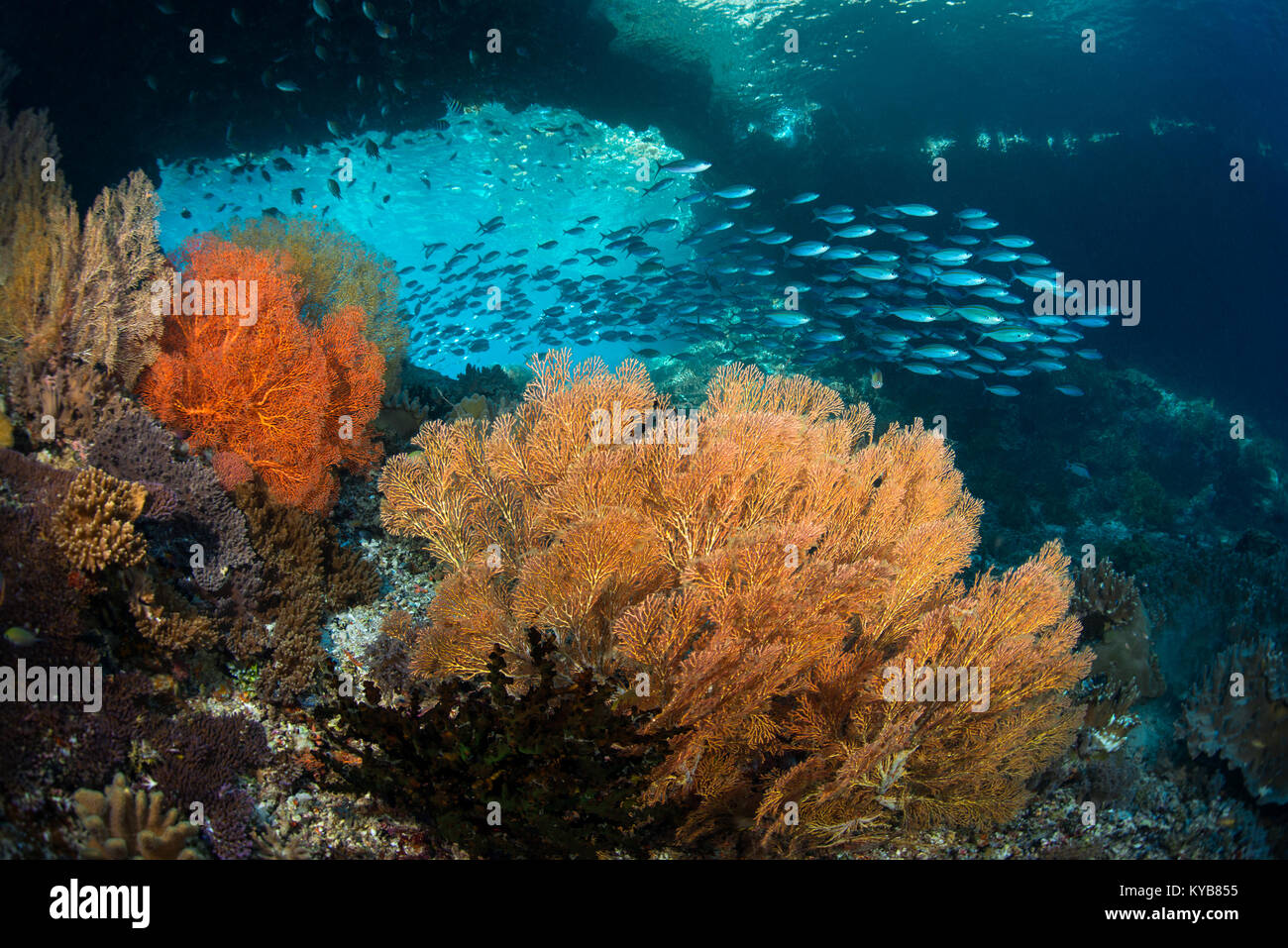 Una scuola di fusilier i pesci nuotano attraverso un arco di subacquea, oltre colorato mare gorgonia ventole a Penemu in Raja Ampat isole, Indonesia. Foto Stock