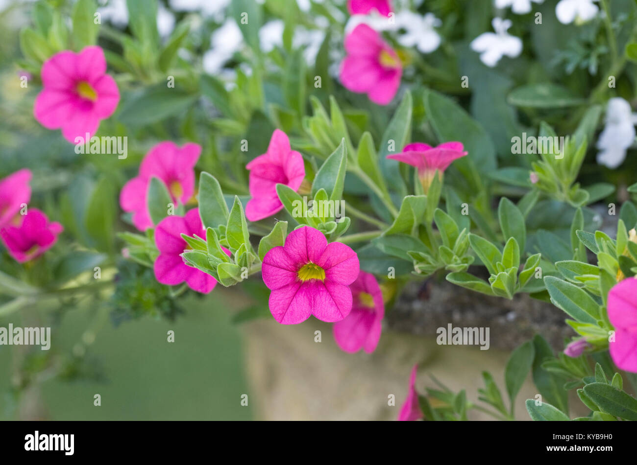 Calibrachoa fiori che crescono in una pentola. Estate lettiera vegetale. Foto Stock