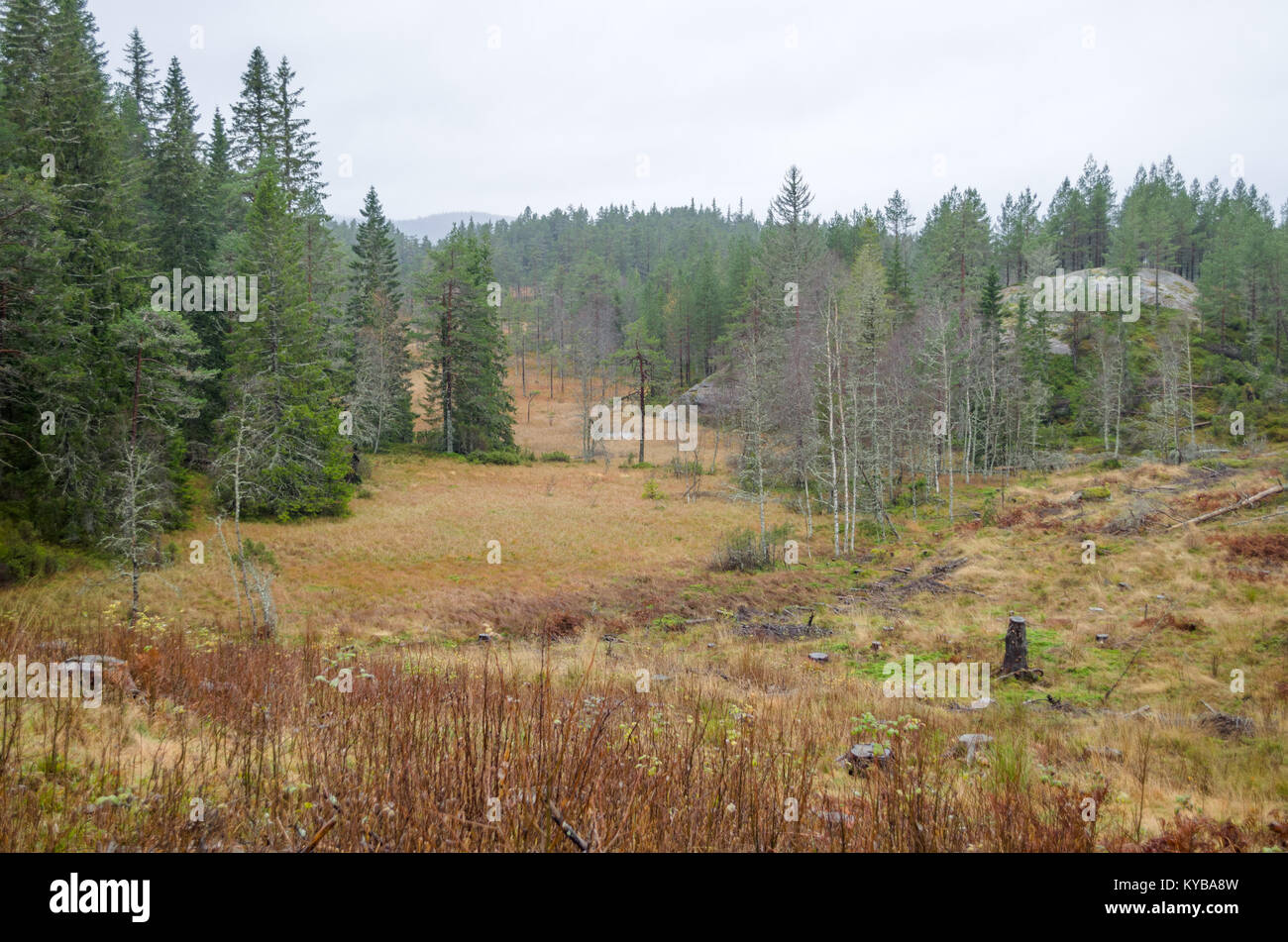 Natura bellissima vista dal sentiero che conduce dalla Evje Mineralsti - pensionati miniere di gemme- alla cima del monte Mykleasen. Foto Stock