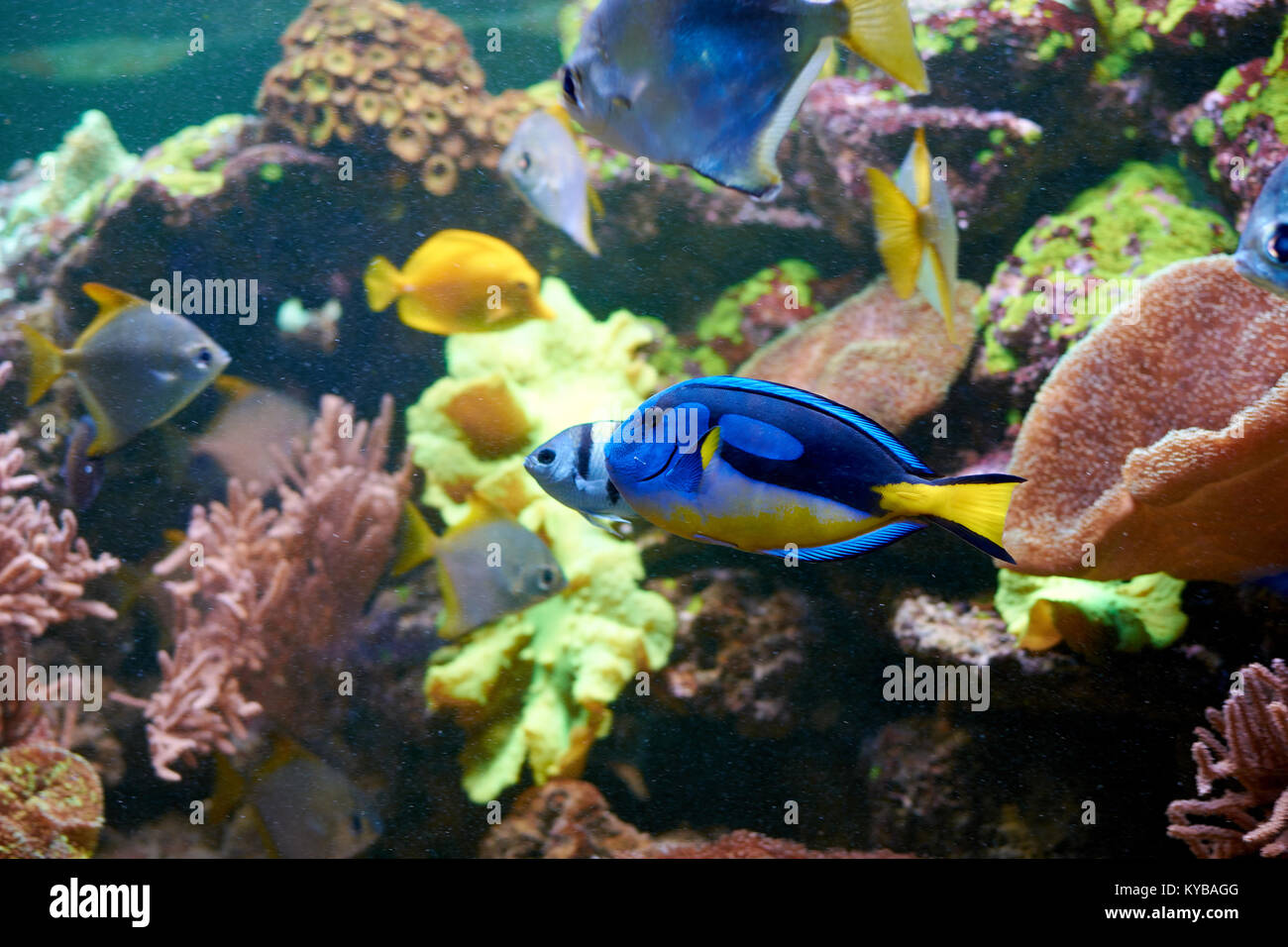 Il blu e il giallo Paracanthurus hepatus vicino a Coral reef in acquario Foto Stock